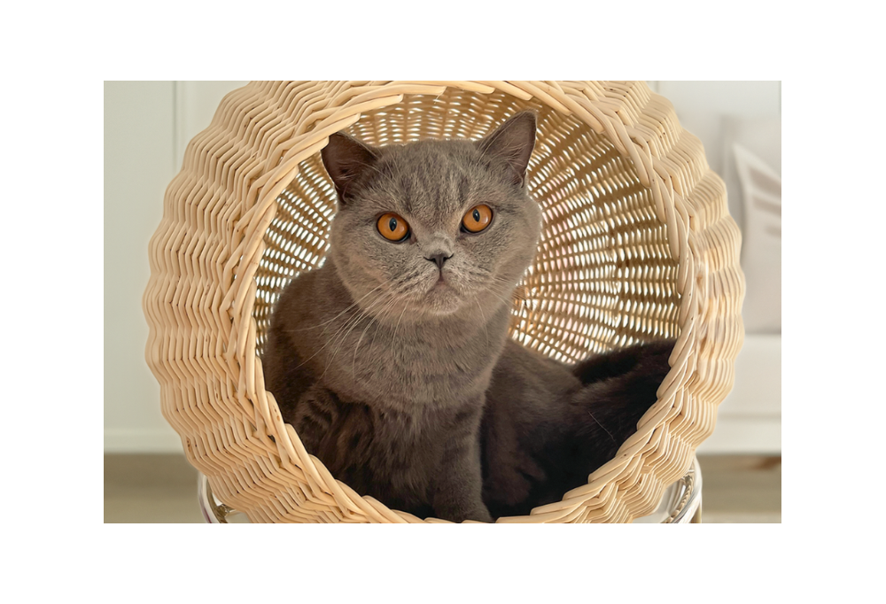 Apaiser l'anxiété de séparation chez les animaux de compagnie